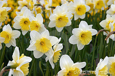 Blooming daffodils marking the arrival of spring