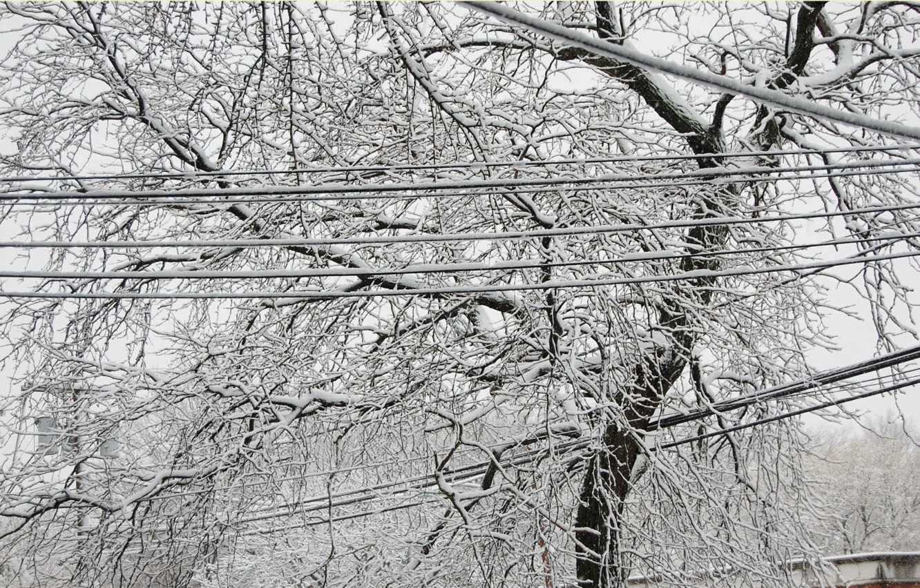 Ice-covered tree branches and utility lines after the Blizzard of ’16 in Union County, New Jersey.